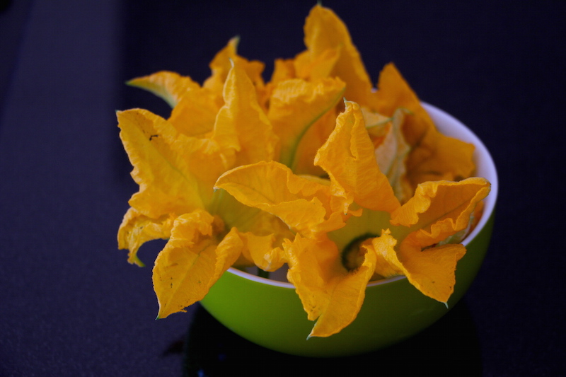 Blüten der Zucchini